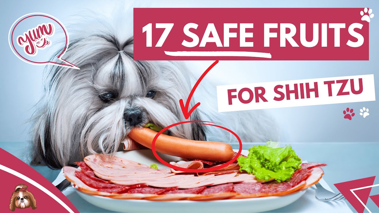 'Video thumbnail for 17 Fruits Shih Tzus can SAFELY Eat!'