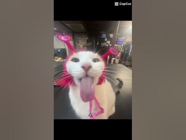 Video thumbnail for Lol