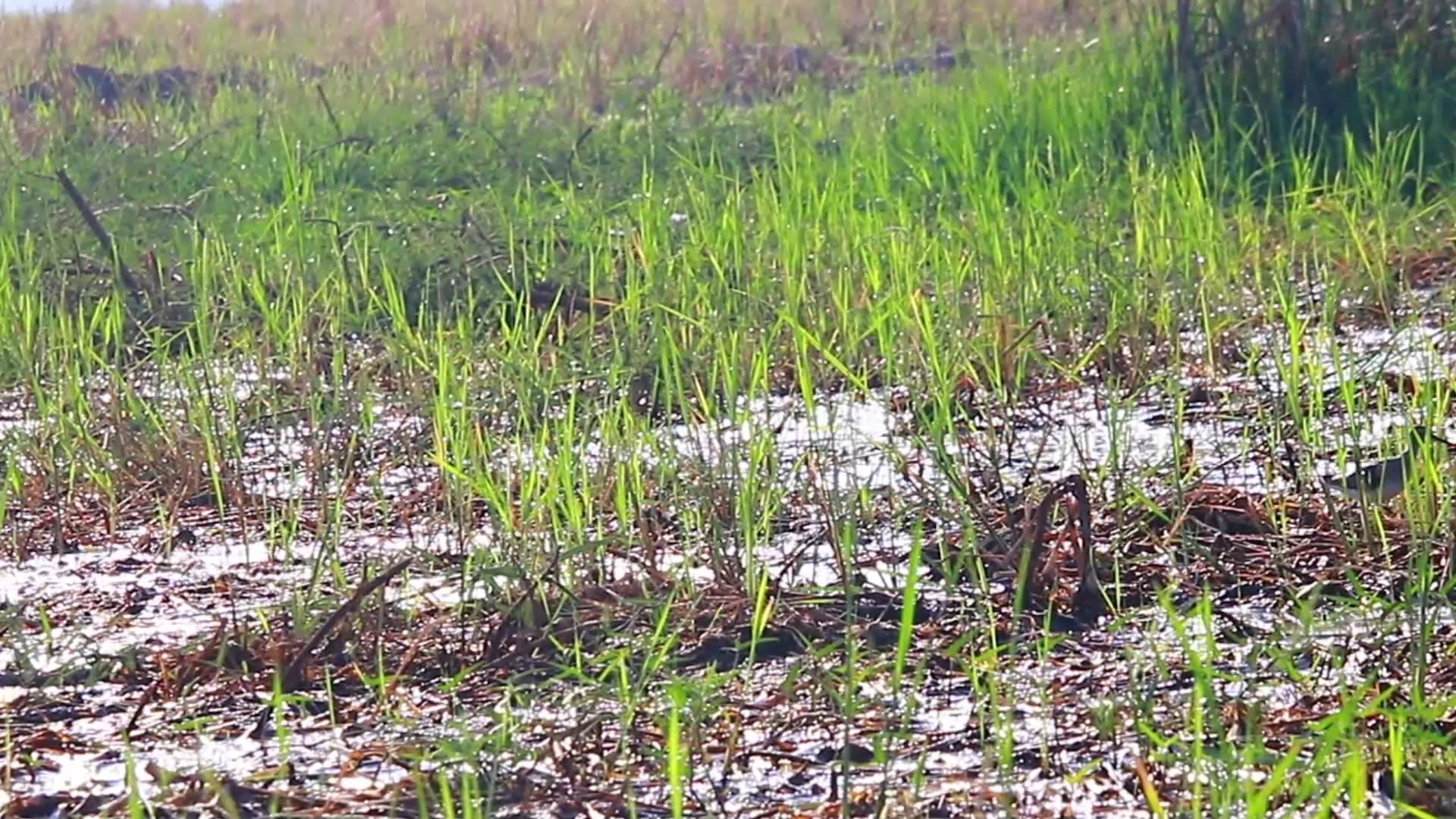 'Video thumbnail for Cute wild small bird stay in grass catch food eat'