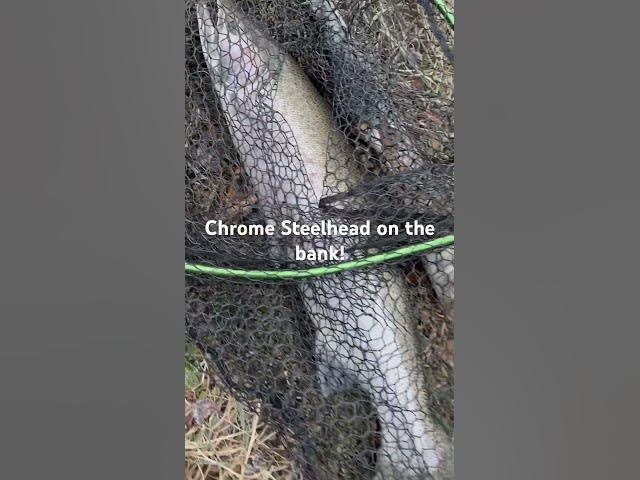 'Video thumbnail for Chrome steelhead on the bank!'