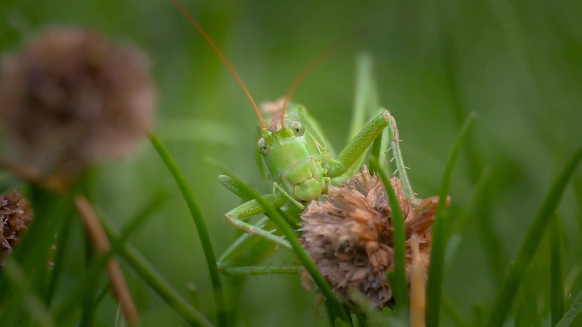 Video thumbnail for Effective Ways to Control Grasshoppers in Your Yard