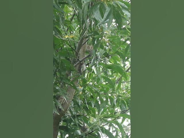 'Video thumbnail for Sparrow under Raning A lot  #babyanimal #birdslover #avianlife #babybird #birdsounds #avian #bird'
