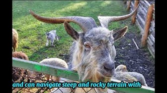 'Video thumbnail for "Discover 10 Fascinating Goat Fun Facts | Unveiling the Quirky World of Goats"'