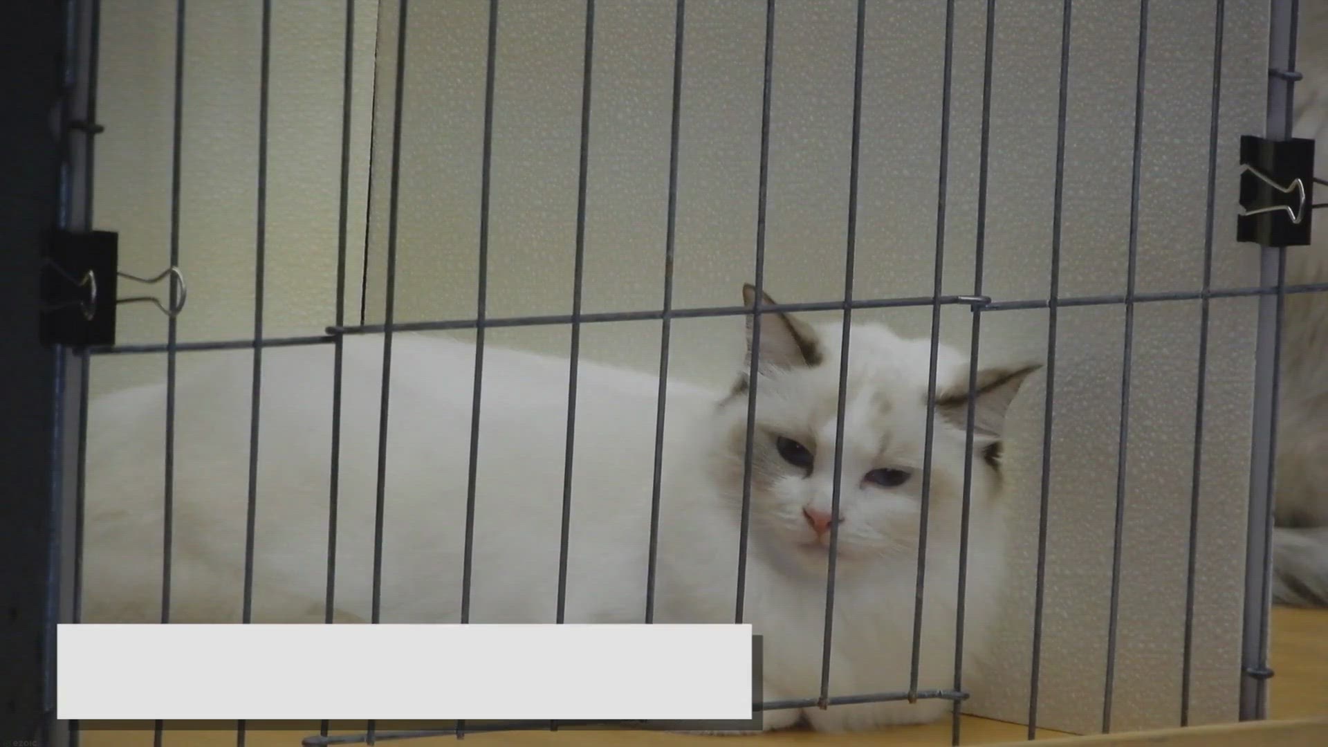 Video thumbnail for The Enigmatic Meow: Unraveling the Mystery of the Ragdoll's Unique Vocalization