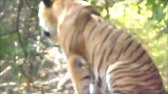Video thumbnail for Tiger in a zoo in India/Tiger in a Mysore zoo