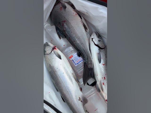 Video thumbnail for Salmon for Soldiers fishing event went well, limited our guests in less than an hour! 65-75 ft down