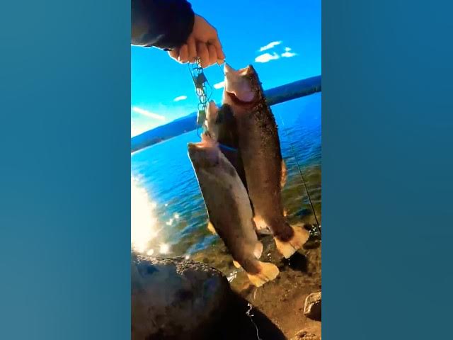 Video thumbnail for Shore Fishing for HUNGRY Trout