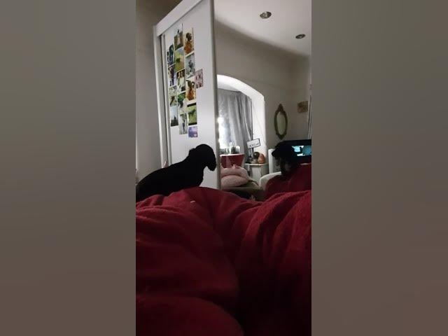 Video thumbnail for Cute Cocker spaniel puppy still barking at himself in the mirror.