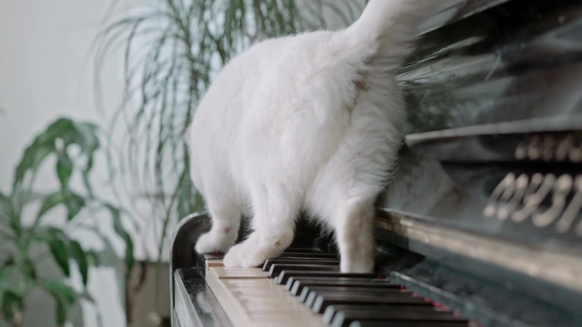 Video thumbnail for How_do_cats_recognize_other_cats_from_their_own_family
