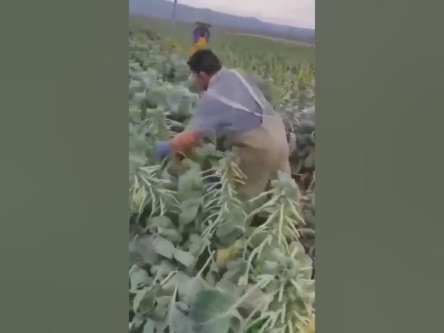 Video thumbnail for Os profissionais #funny #agro