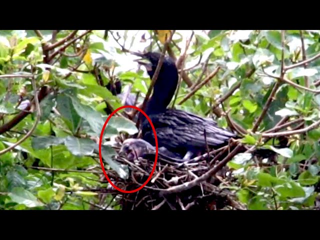 Video thumbnail for Care Baby's bird on nest black bird