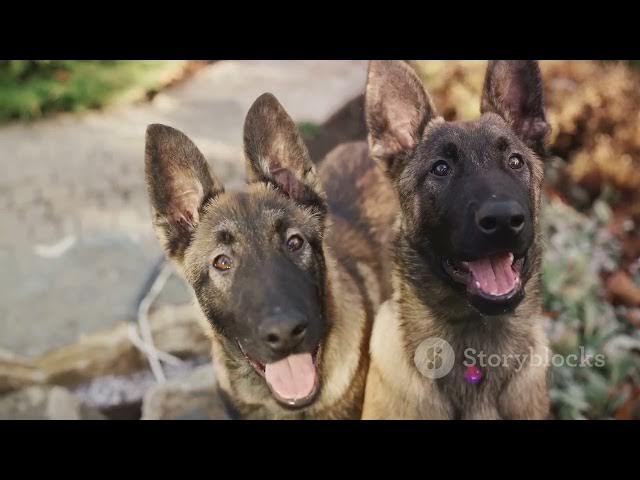 Video thumbnail for Unleashing the German Shepherd Puppy