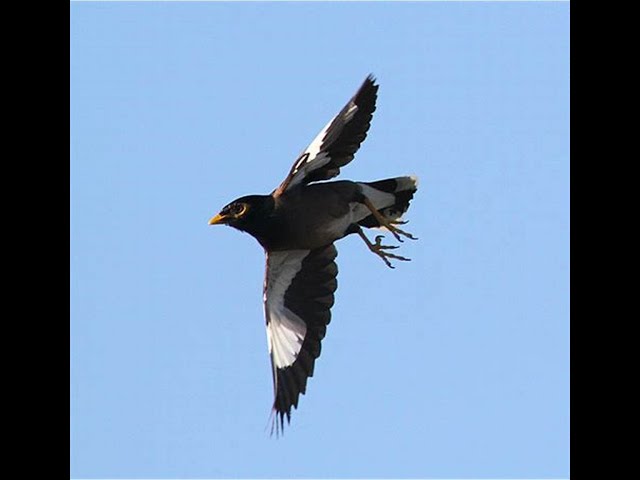 Video thumbnail for Hero bird