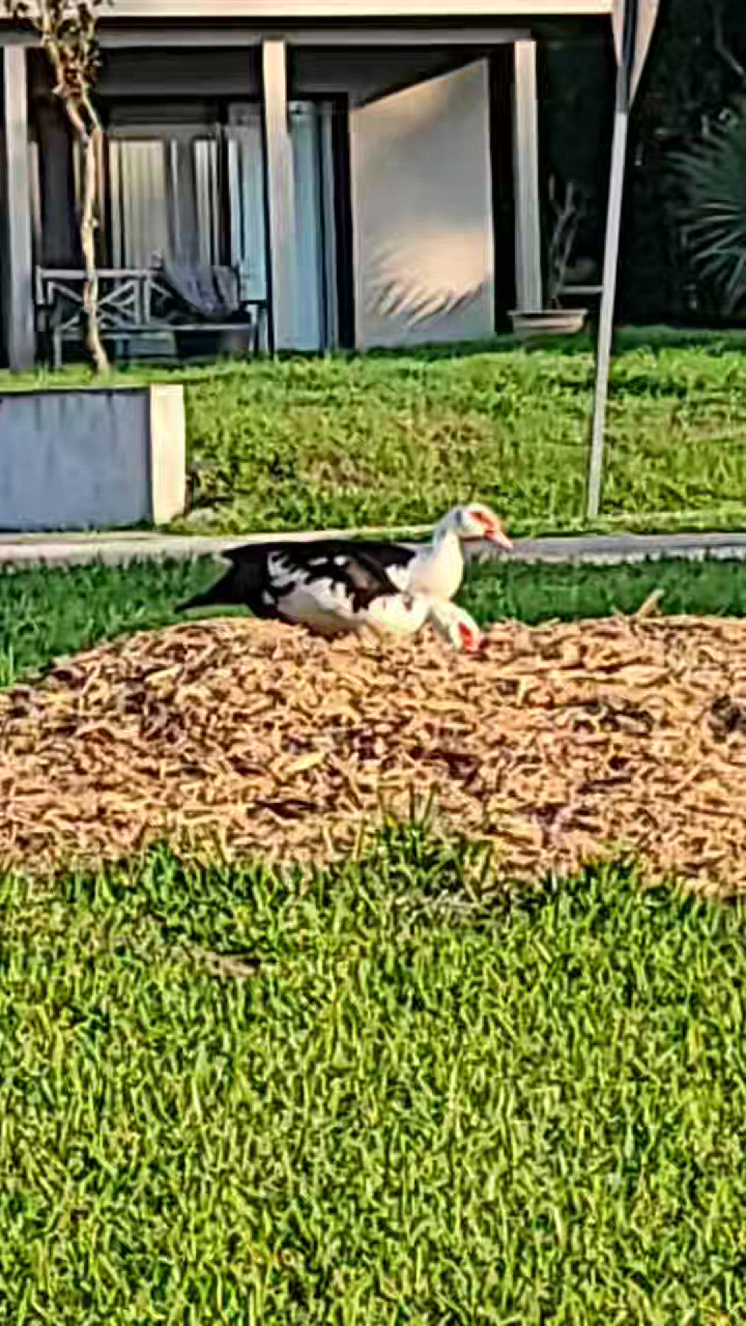 'Video thumbnail for ducks or something'
