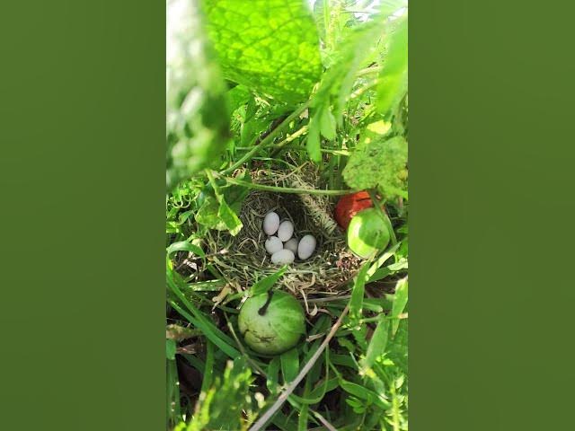 'Video thumbnail for Amazing Bird of Egg on Nest EP.001 #birds #birdnet #babyanimal #wildlife #wildbirdlife #babybird'
