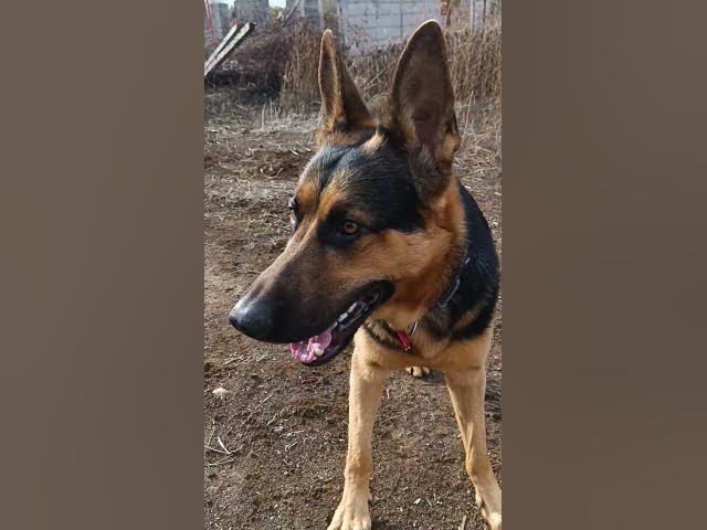 'Video thumbnail for #germanshepherd #dog #gsd #happydog #blog #youtubeshorts'