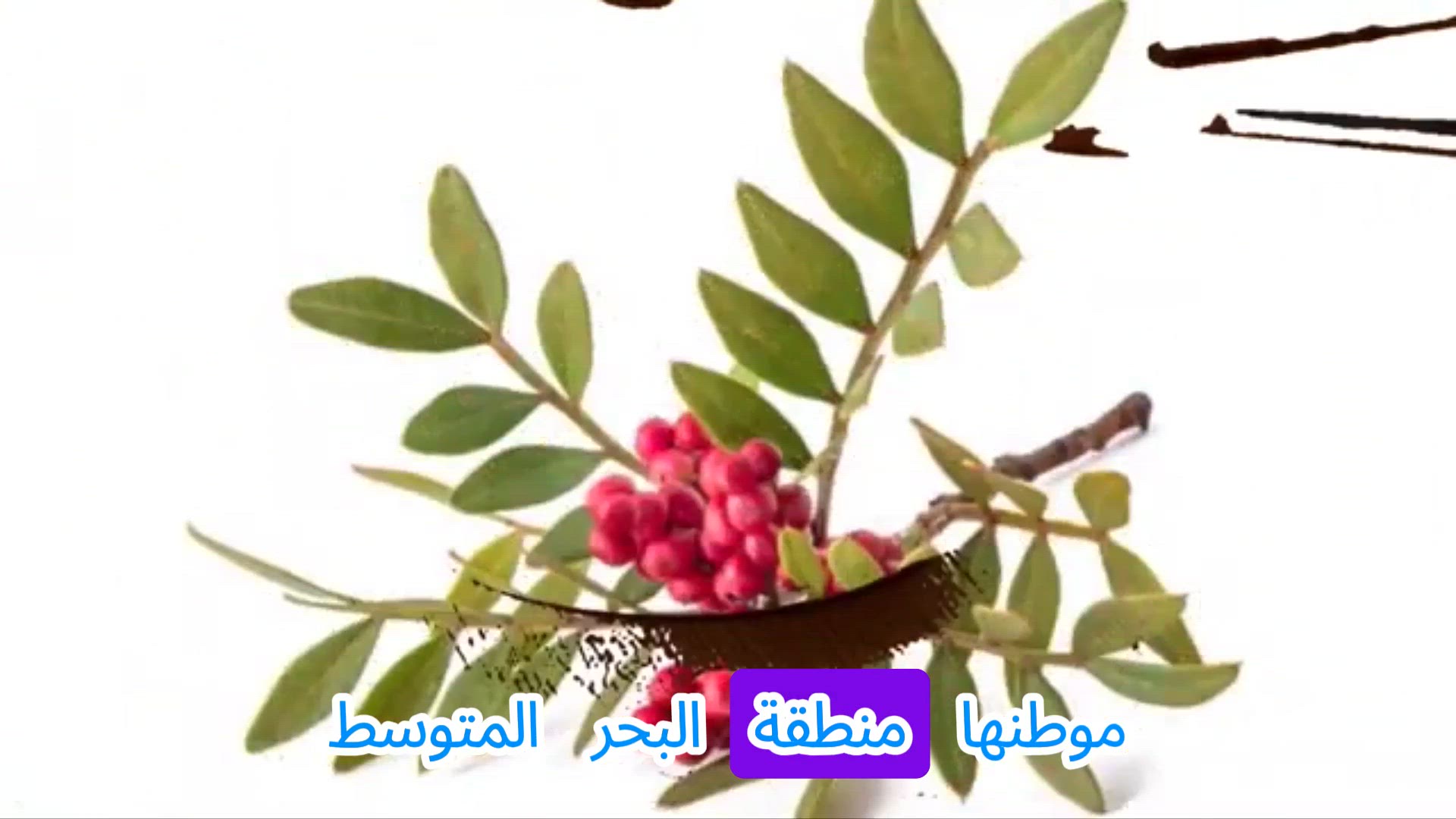 'Video thumbnail for 10 فوائد مذهلة للضرو لم تسمع بها من قبل!'