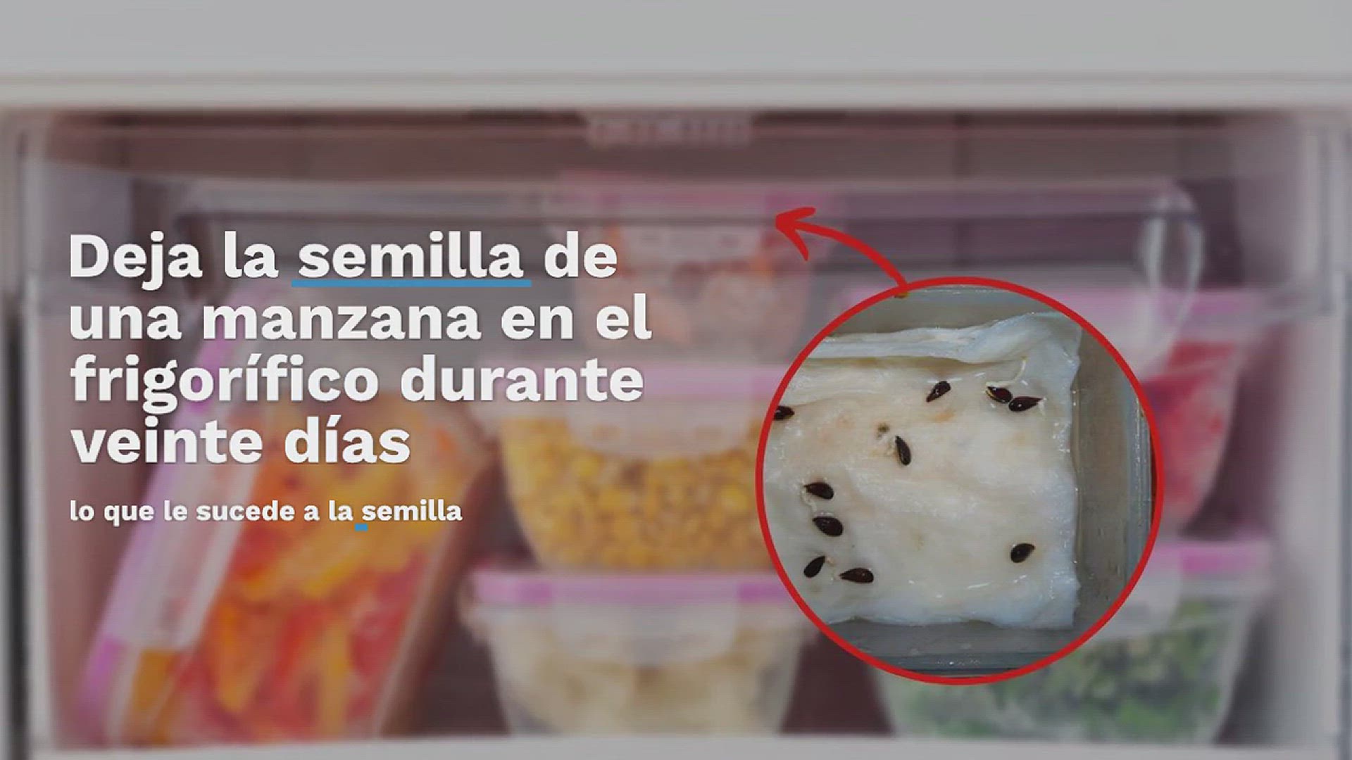 Video thumbnail for Semilla de manzana en el frigorífico: qué encuentras a los 20 días si la dejas ahí