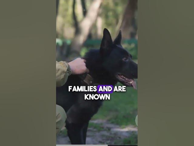 'Video thumbnail for Temperament German Shepherds and Malinois'