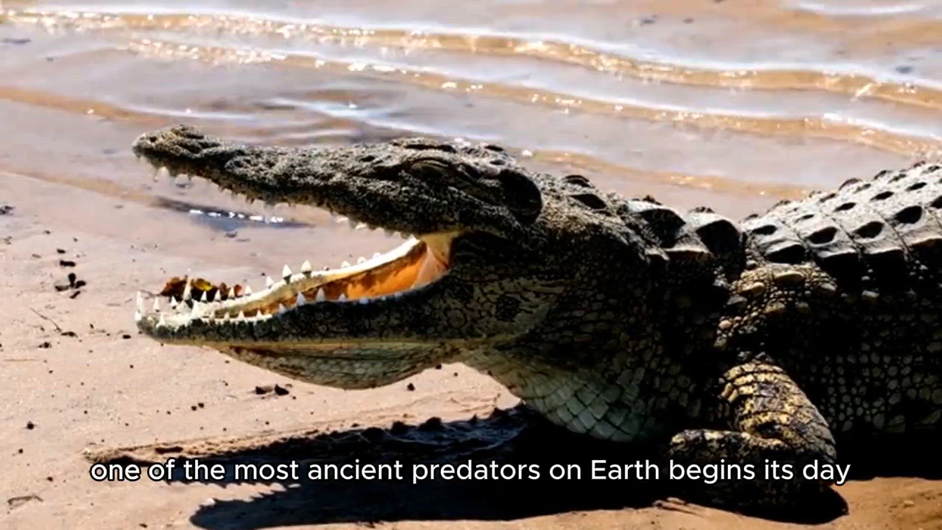 Video thumbnail for The wildlife of crocodiles | Free Documentary Nature