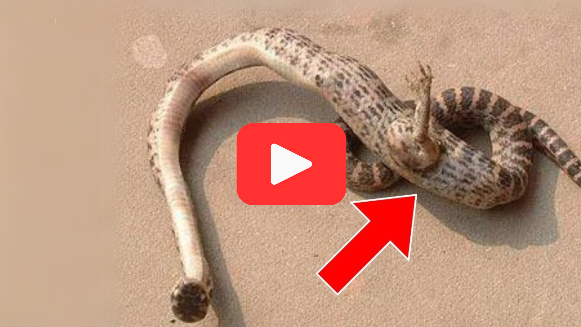 'Video thumbnail for A Strange Snake in His Yard—The Ranger’s Reaction Changed Everything'
