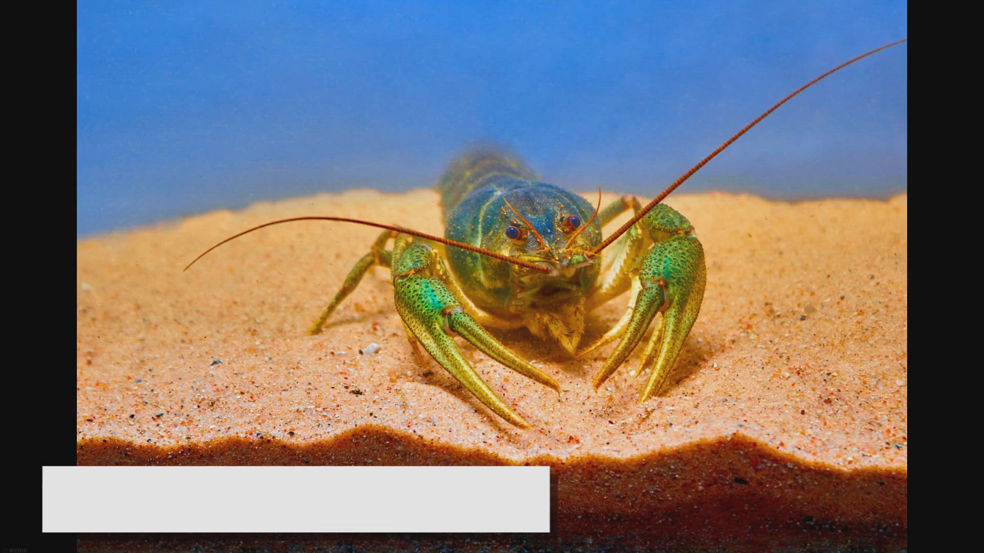 Video thumbnail for Freshwater Shrimp Care in Aquariums: A Comprehensive Guide