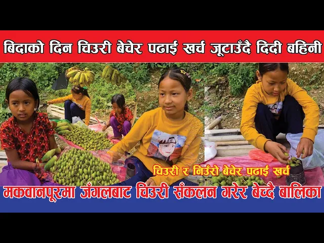 Video thumbnail for चिउरी बेचेर पढाई खर्च जुटाउँदै , शनिबार जँगलबाट चिउरी खोजेर ल्यायो मान्छे सस्तो खोज्छन