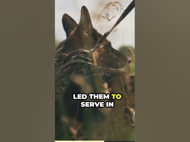 Video thumbnail for The World of Paws German Shepherds