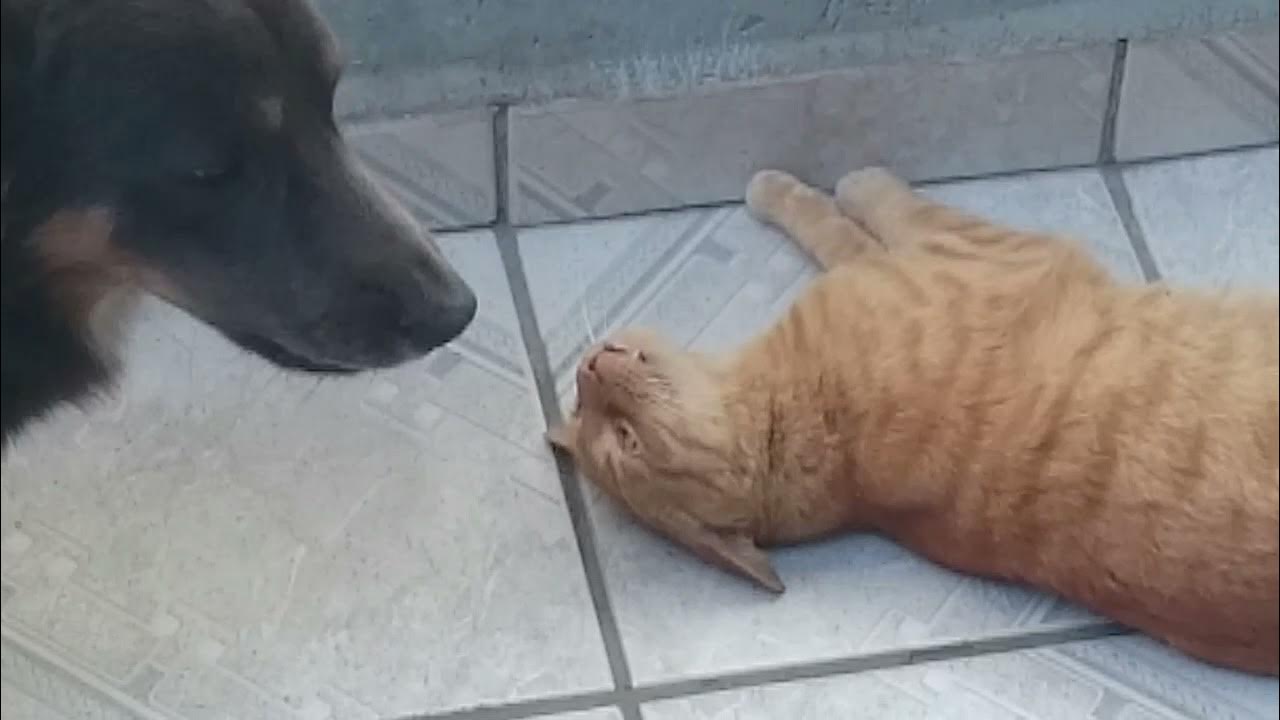 'Video thumbnail for Gato com paciência Zen tolera cão que perturba muito: parte 2'