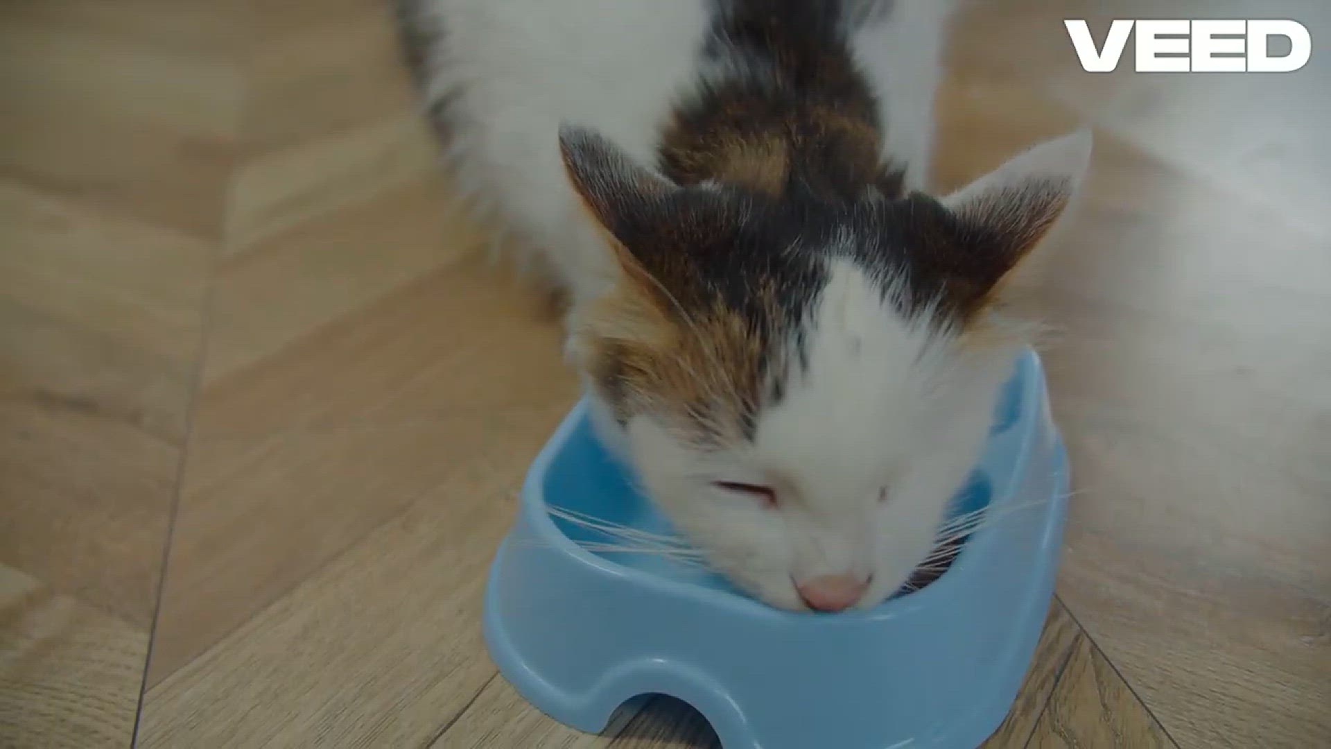 Video thumbnail for Ultimate Guide to Choosing Cat Food!