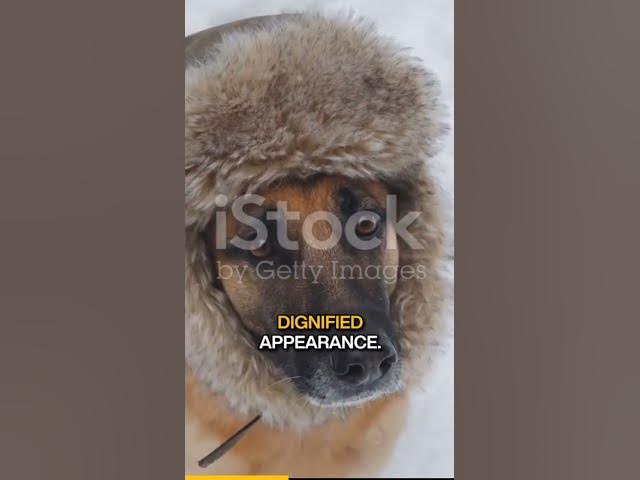 'Video thumbnail for Coat Differences German Shepherds and Malinois'