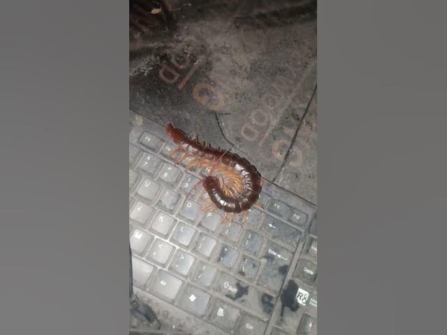 'Video thumbnail for EP -13 Cats Vs Venomous Centipede 4K #Insect #gaininsect'