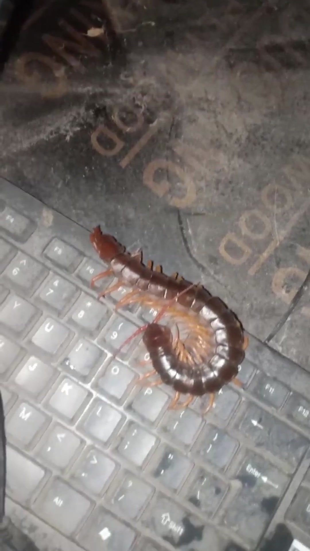 'Video thumbnail for EP -13 Cats Vs Venomous Centipede 4K #Insect #gaininsect'