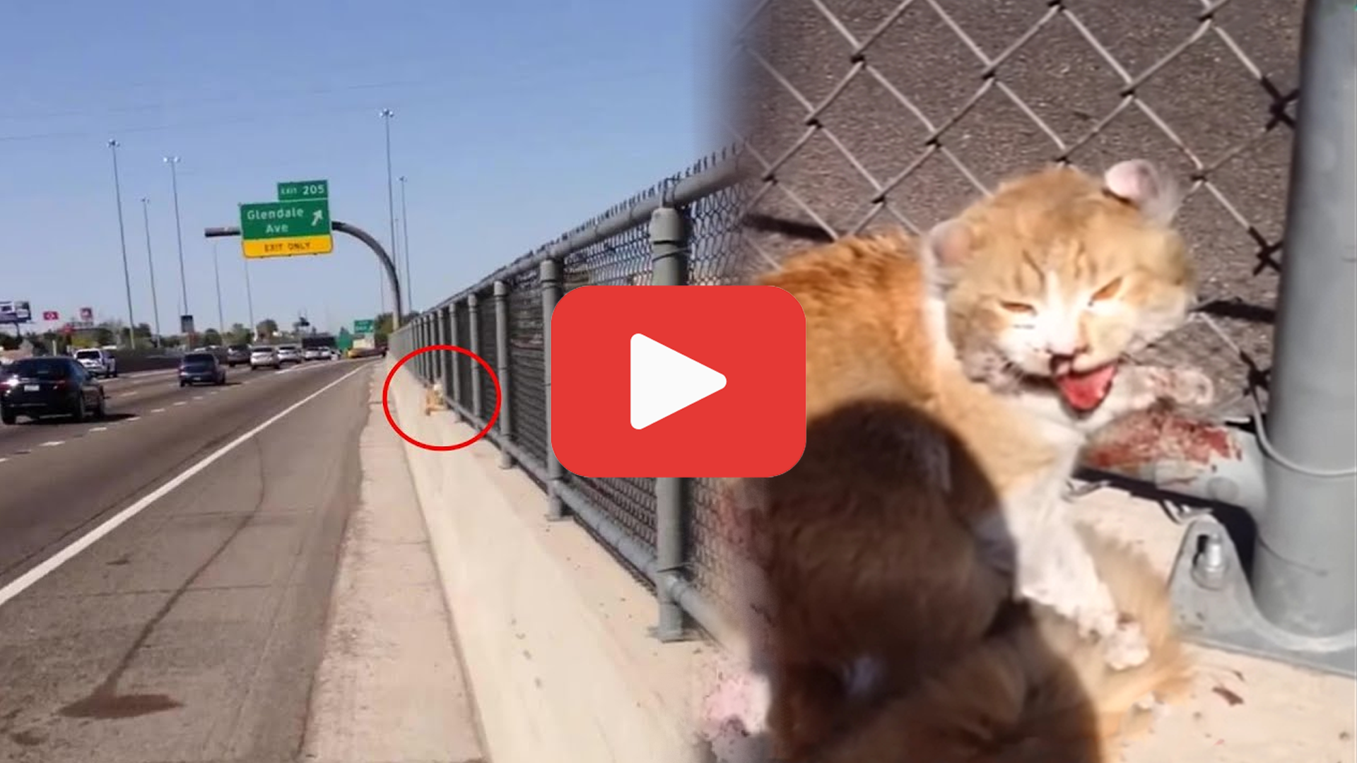 'Video thumbnail for Crying for Help on the Freeway—A Hero Saves a Cat in Danger'