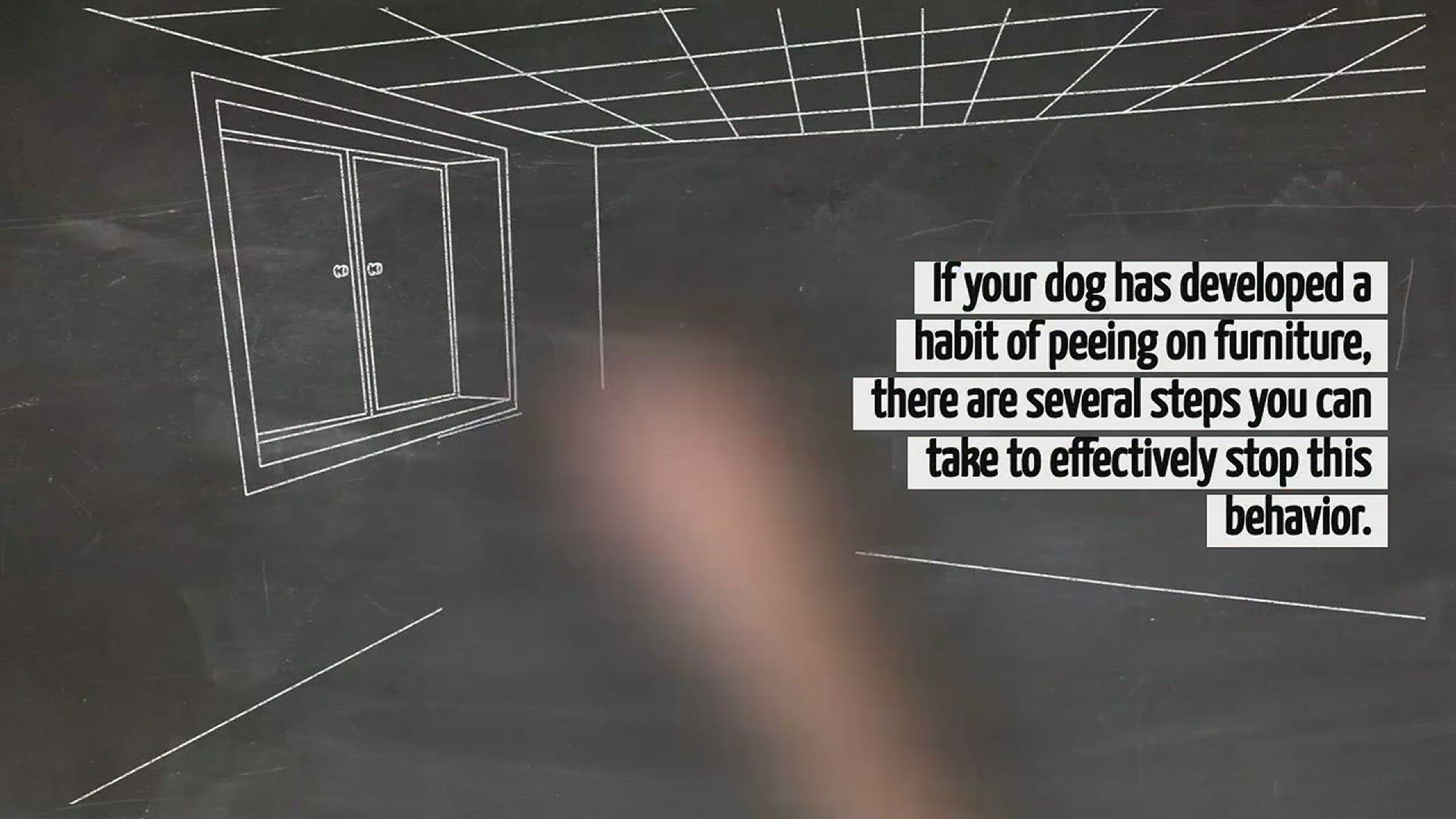 Video thumbnail for How To Stop A Dog From Peeing On Furniture