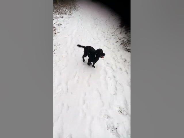 Video thumbnail for A walk with the Cockers in the snow