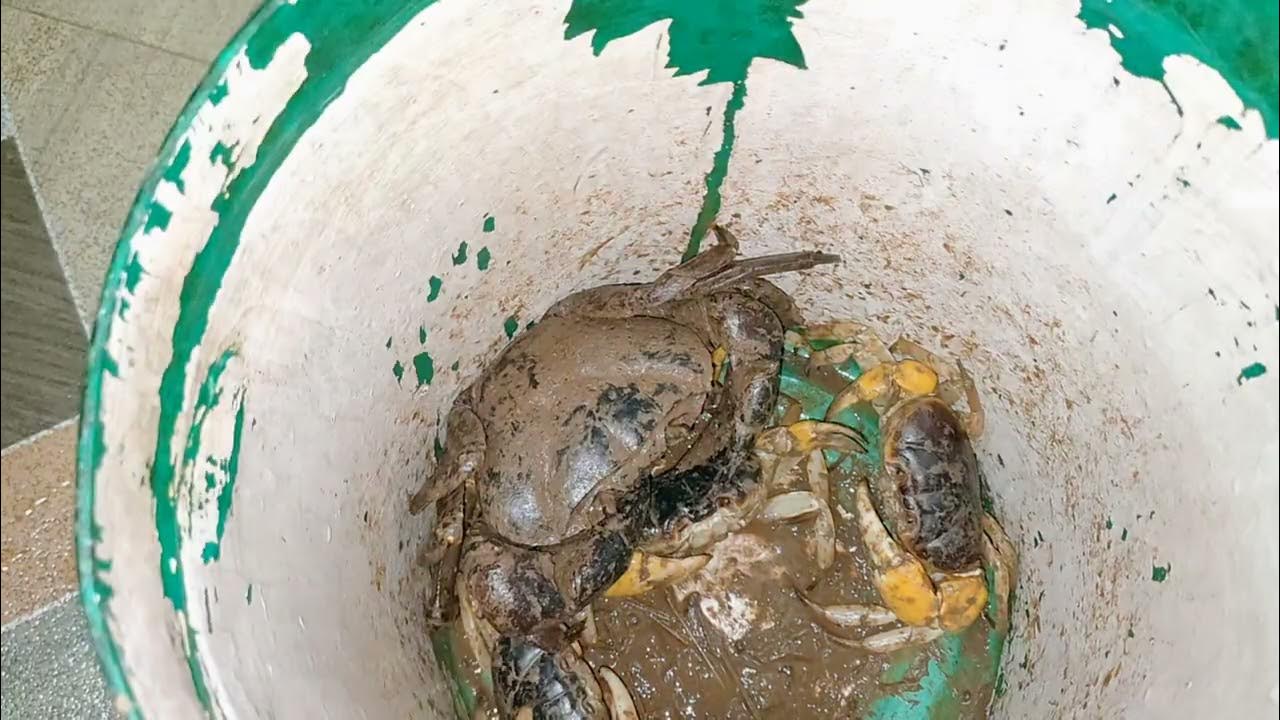 Video thumbnail for पहिलाच पाऊस आणि चिंभोरी (कुरली),मुठे #kokan #kokannewsupdate