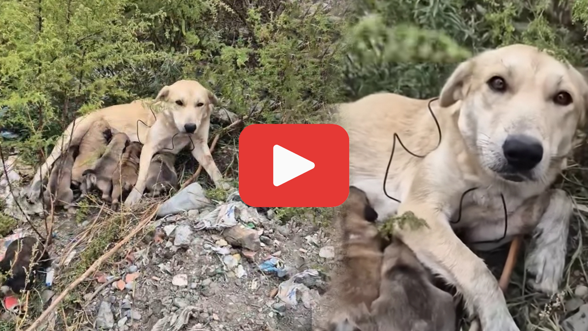 'Video thumbnail for Crying Puppies Stopped Me in My Tracks—The Scene Was Gut-Wrenching'