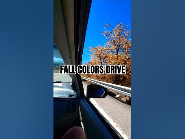 'Video thumbnail for Fall Colors in the Forest 🍁'