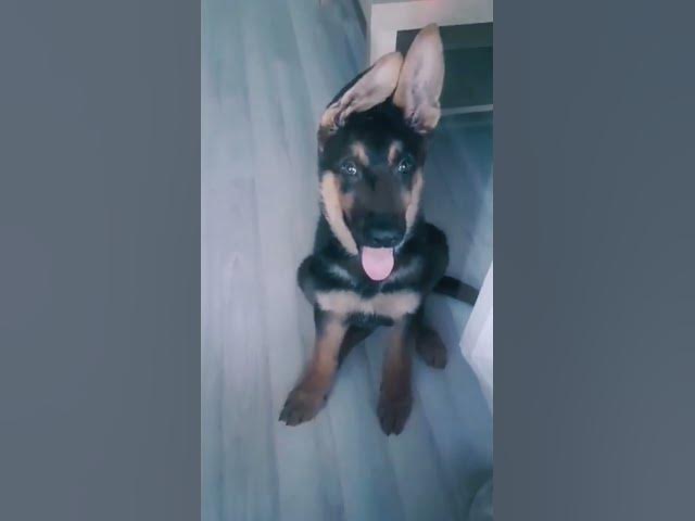'Video thumbnail for ❤️🐶'