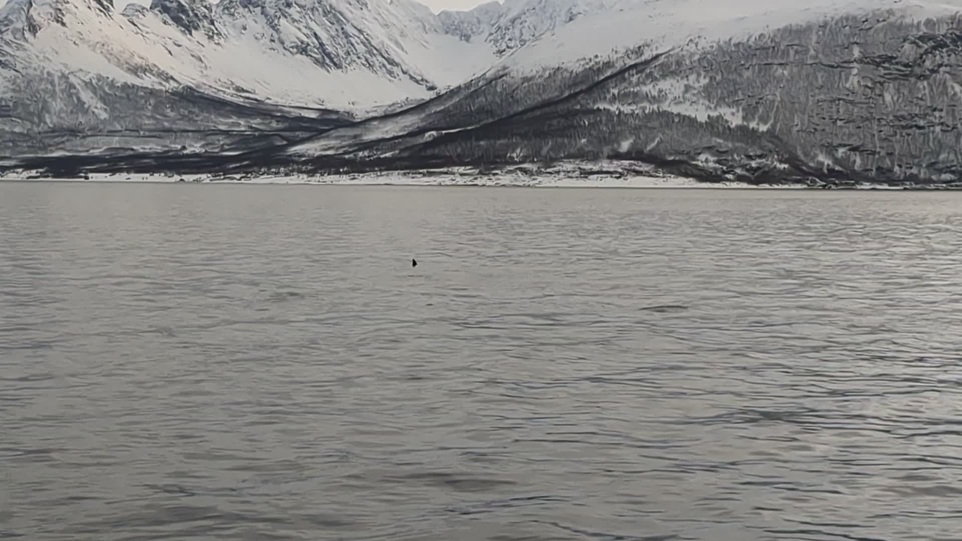 Video thumbnail for Orcas Spy Hopping