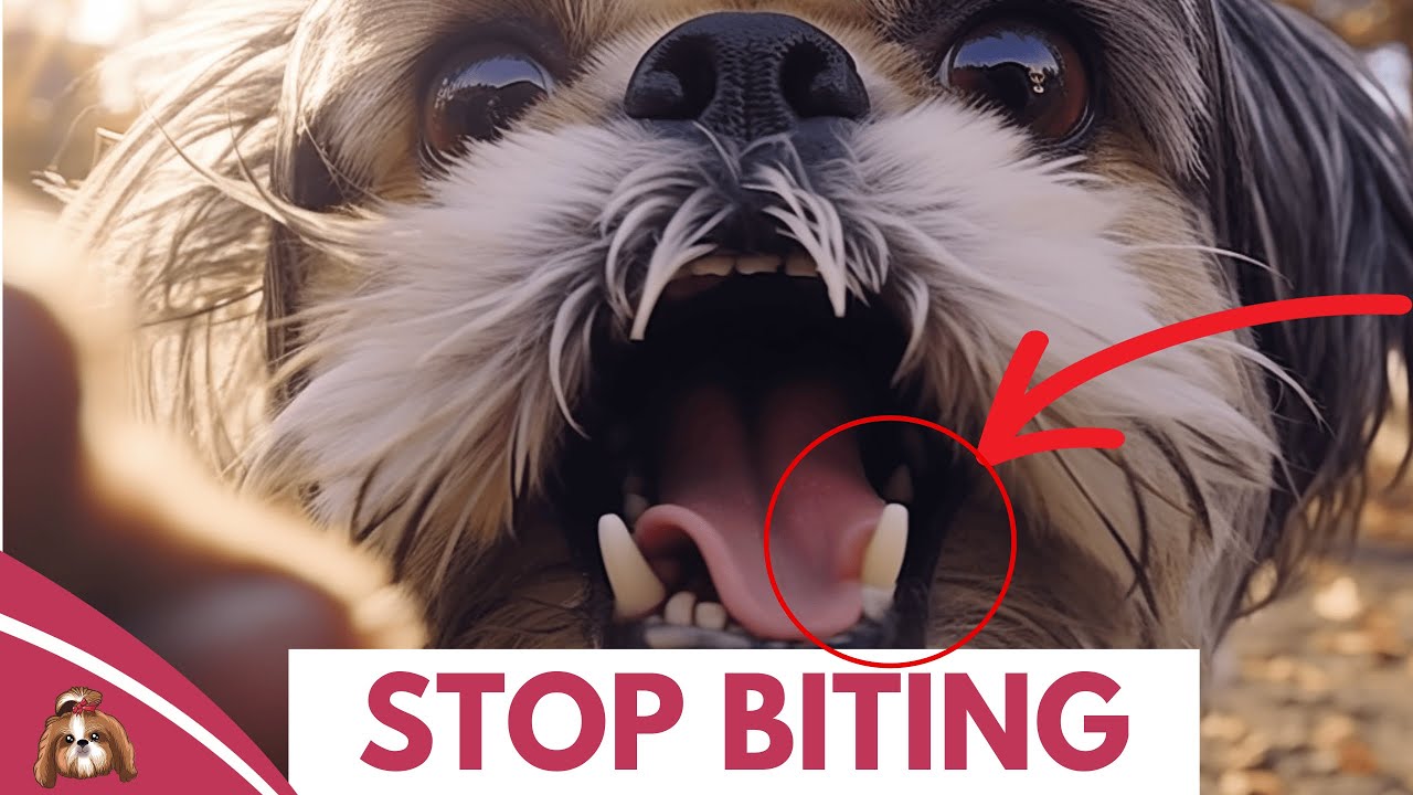 'Video thumbnail for How To Train Your Shih Tzu Puppy To Stop Biting?'