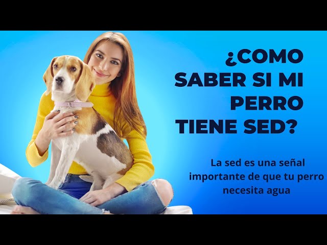 cuanto benadryl se le puede dar a un perro