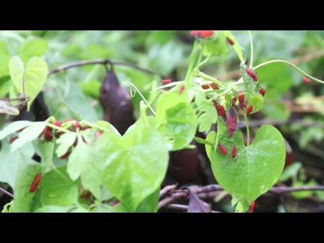 Video thumbnail for All insect warking after rain | Gain or smaill wild insect