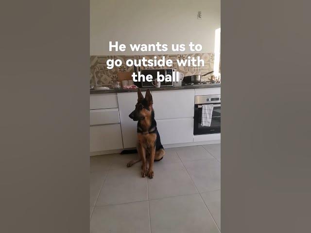 'Video thumbnail for He #wants us to #go #outside with the #ball😂❤️🐶😁🌍😀📊😊🔗🤔🐾#gas #dogs #dog #germanshepherd'