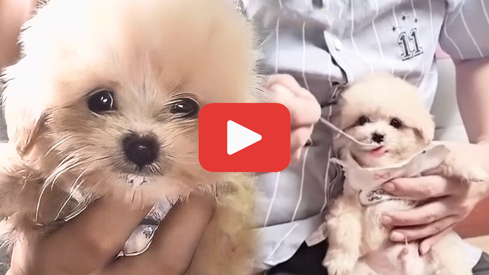 'Video thumbnail for Trapped in a Sewer, This Puppy’s Cry Led to a Mission'