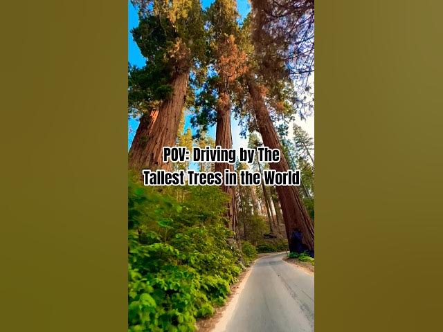 Video thumbnail for Giant Tree Forest | Largest Sequoia Trees in the WORLD!🌲