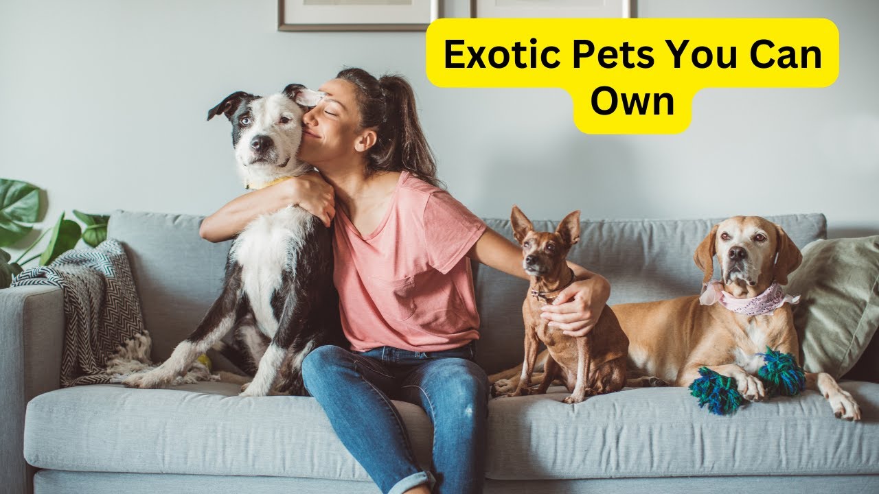 'Video thumbnail for Exotic Pets You Can Own: Uncover the Unique World of Exotic Pets!'