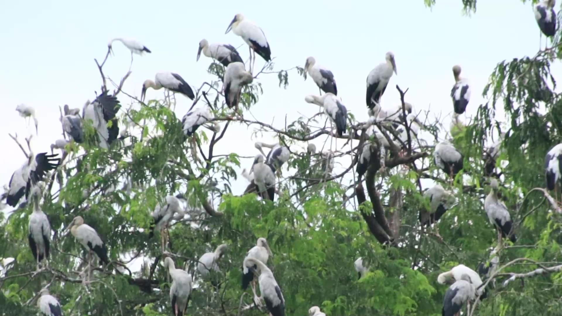 Video thumbnail for Area place bird for live & Born baby on nest