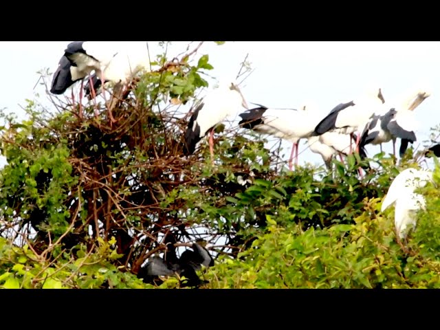 Video thumbnail for The wild nest water black alot area here